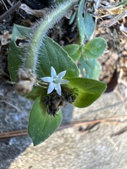 Richardia brasiliensis