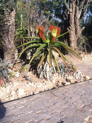 Aloe helenae