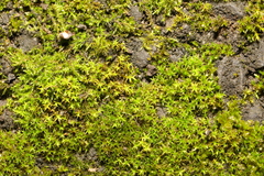 Didymodon