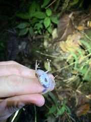 Pristimantis katoptroides