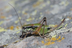 Anonconotus occidentalis
