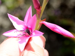 Watsonia borbonica