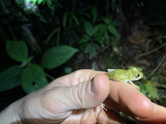 Pristimantis katoptroides