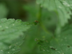 Parethelcus pollinarius