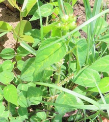 Acalypha villicaulis