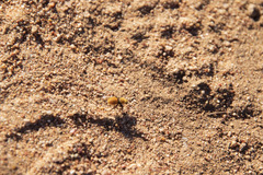 Dasymutilla californica