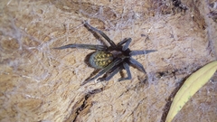 Phyxelididae