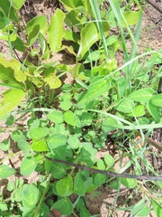 Acalypha villicaulis