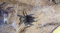 Phyxelididae
