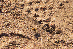 Dasymutilla californica