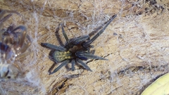 Phyxelididae