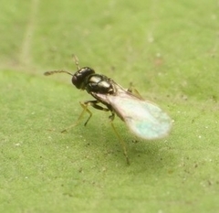 Eucoilinae