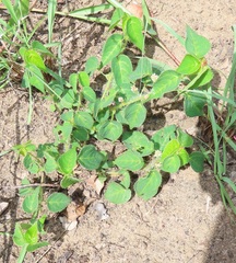 Acalypha villicaulis