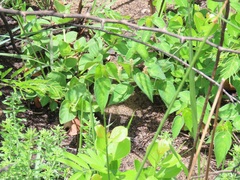 Acalypha villicaulis