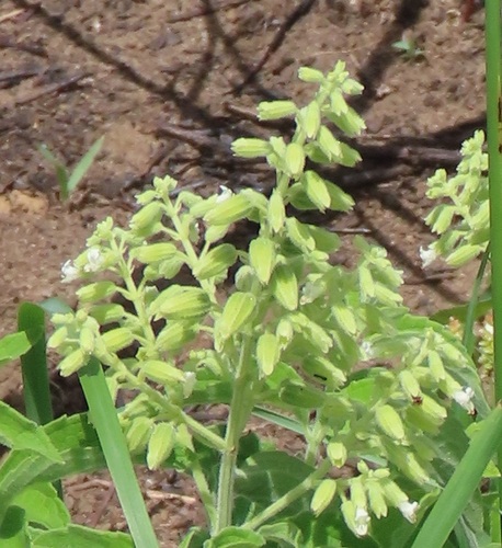 butterberry