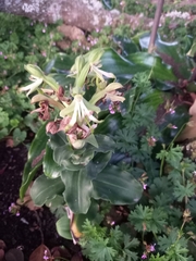 Bonatea speciosa