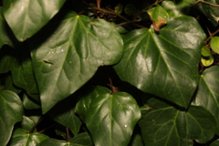 Hedera colchica