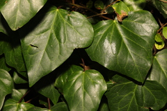 Hedera colchica