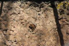 Cobubatha lixiva