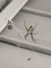 Mecynogea lemniscata