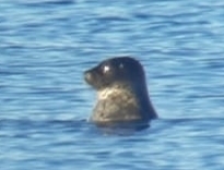 Pusa hispida botnica