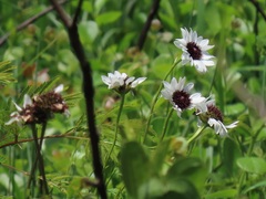 Callilepis laureola