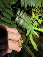 Pristimantis incomptus