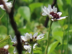 Callilepis laureola