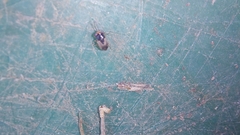 Geocoris