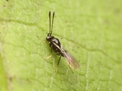 Proctotrupomorpha