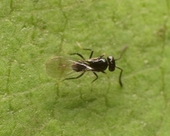 Proctotrupomorpha