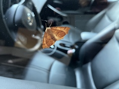 Tetracis jubararia