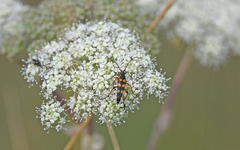 Strangalia attenuata
