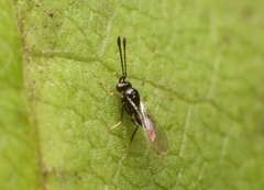 Proctotrupomorpha