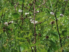 Callilepis laureola
