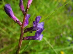 Vicia onobrychioides