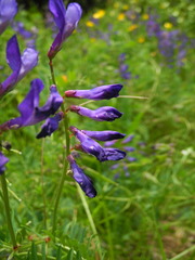 Vicia onobrychioides