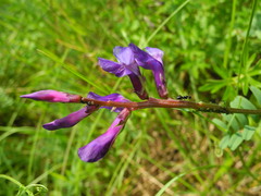 Vicia onobrychioides