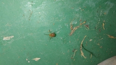 Ostearius melanopygius