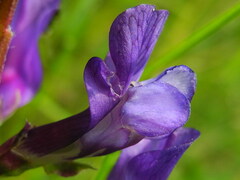 Vicia onobrychioides