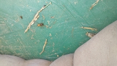 Ostearius melanopygius