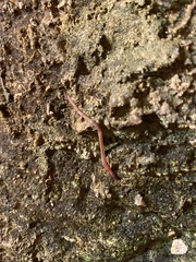 Oligochaeta