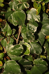 Hedera colchica
