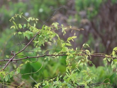 Synaptolepis oliveriana