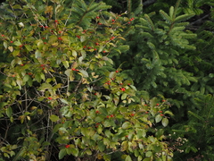 Ilex verticillata