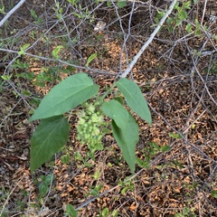 Croton megalobotrys