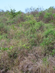 Synaptolepis oliveriana