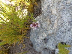 Lobelia jasionoides