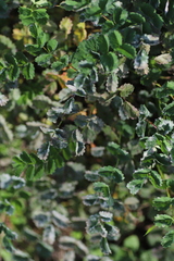 Podosphaera ferruginea