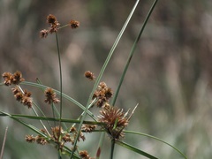 Cyperus solidus